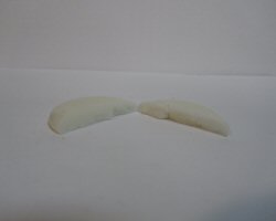 A cream wafer that has been cut open.